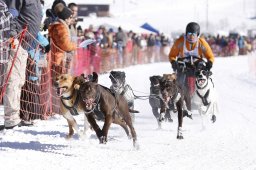 Lenk 2013